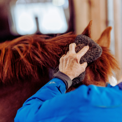 [CHEVAL] Médiation Avec les Equidés (M.A.E) – les différentes pratiques