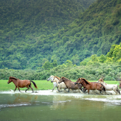 New ! [CHEVAL] Définition Ethologie et Equitation Ethologique